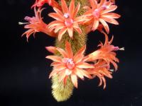 Thumbnail of 9999_Hildewinteria aureispina_20120517_02(1).jpg